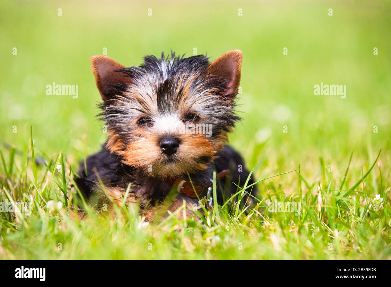 Porträt des hübschen kleinen kleinen Hundes Yorkshire Terrier sitzend Outdoor-Kleid auf dem grünen Gras Hintergrund. Platz für Text kopieren. Stockfoto