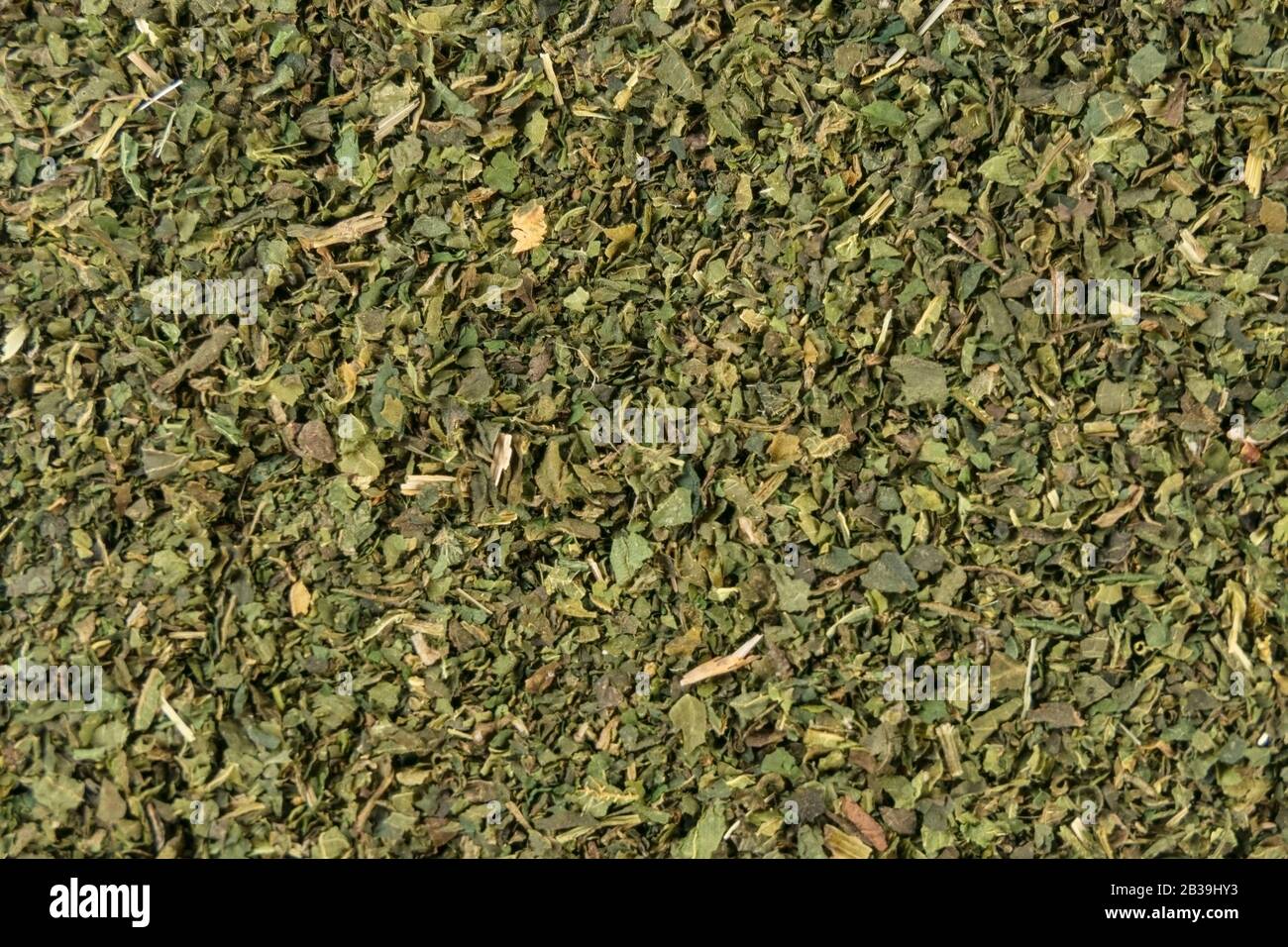 Getrocknetes Nesselkraut oder in lateinischem Utricae folium Hintergrund. Heilkräuter. Kräutermedizin. Alternative Medizin Stockfoto