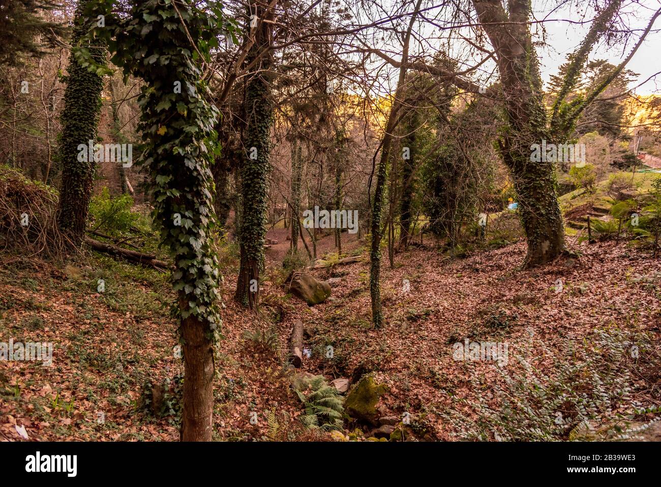 Kleiner Wald in einem Sumpf ohne Wasser voller herbstlicher Blätter Stockfoto