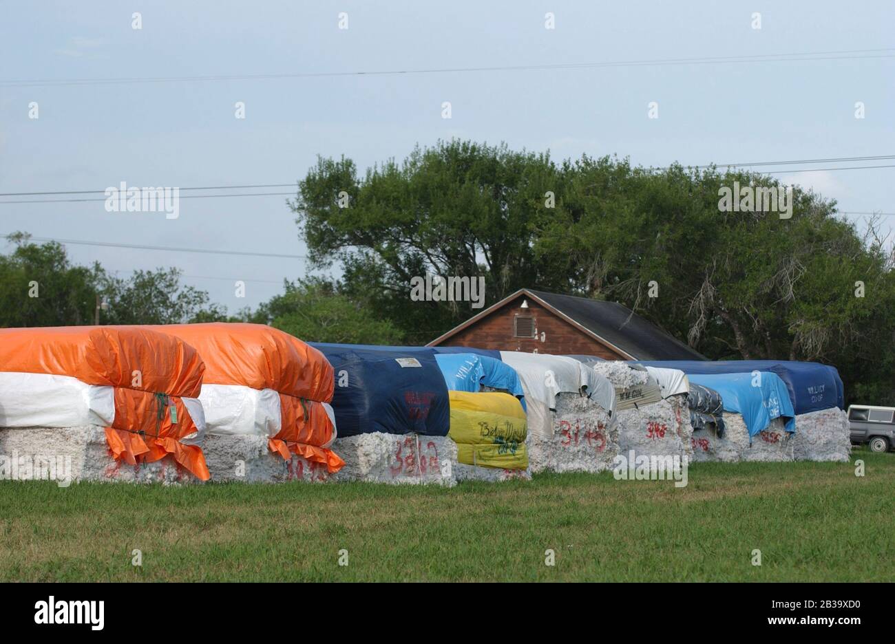 Willacy County, Texas, USA, August 2004: South Texas Baumwollernte läuft außerhalb von Raymondville, wo riesige Ballen auf allen verfügbaren Flächen gestapelt werden. ©Bob Daemmrich Stockfoto