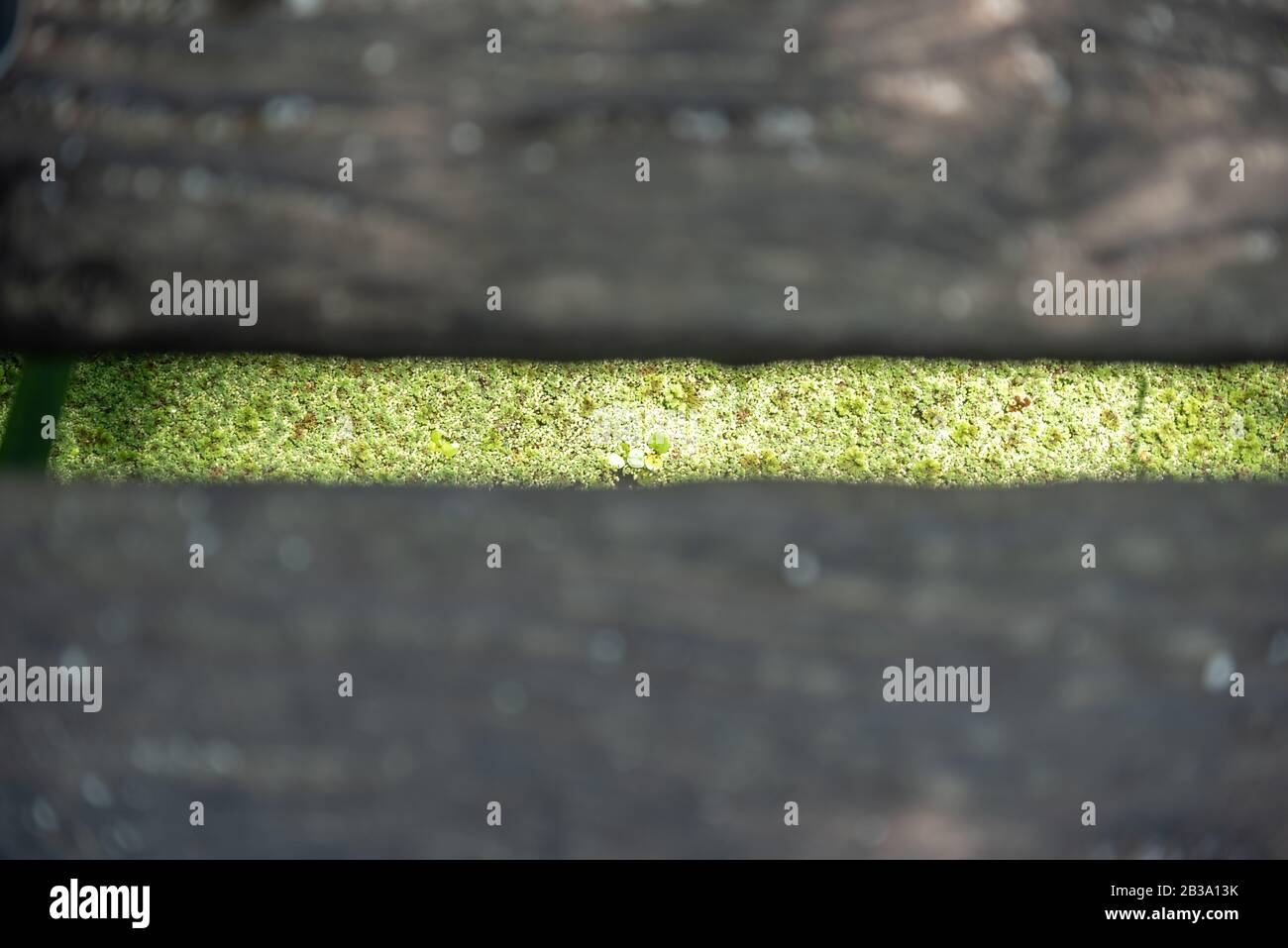 Eine Holzbrückenlücke mit einem verschwommenen Sumpf-Duckweed. Mit Schwerpunkt auf dem Holz Stockfoto