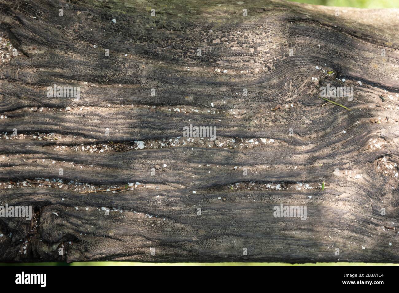 Textur einer Holzplanke mit Schmutz und Schatten von Bäumen Stockfoto