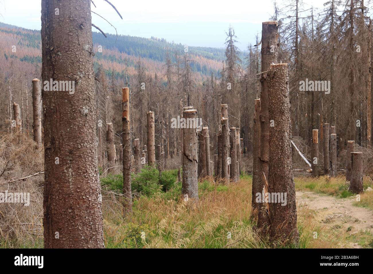 Katastrophales Waldsterben im Harz in Deutschland. Grund sind Klimawandel, Trockenheit und immense Fortpflanzung der Rindenkäfer Stockfoto