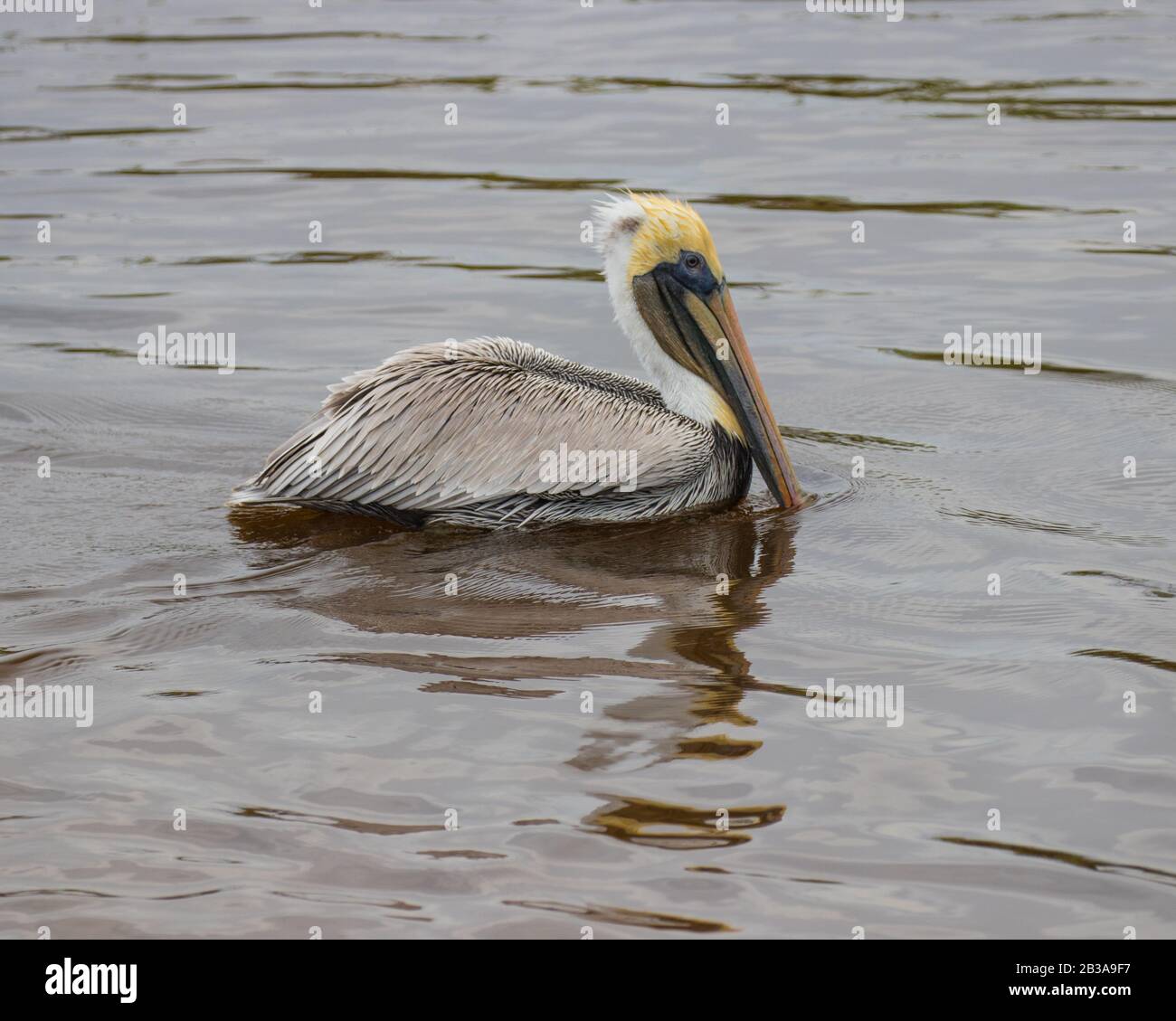 Pelikane im Huntington Beach State Park, South Carolina Stockfoto