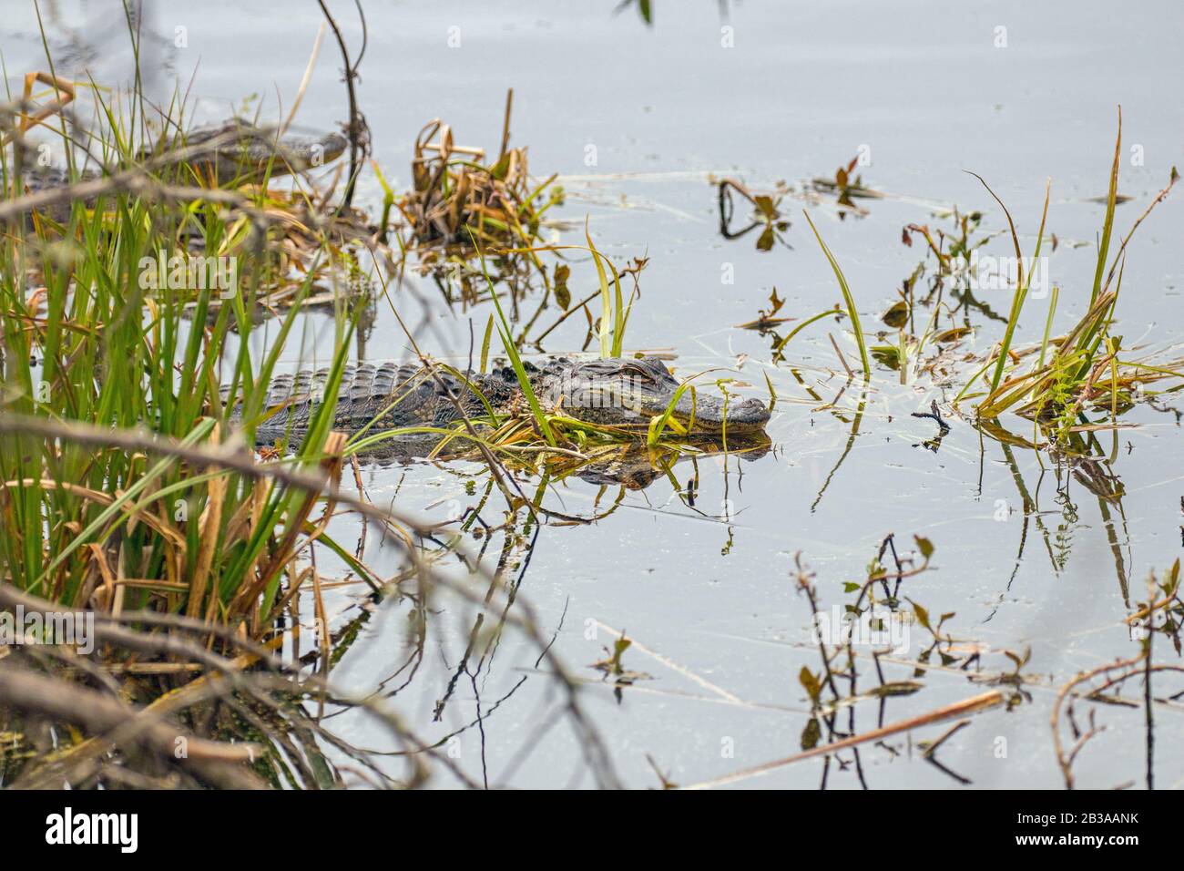 Alligatoren im Huntington Beach State Park, South Carolina Stockfoto