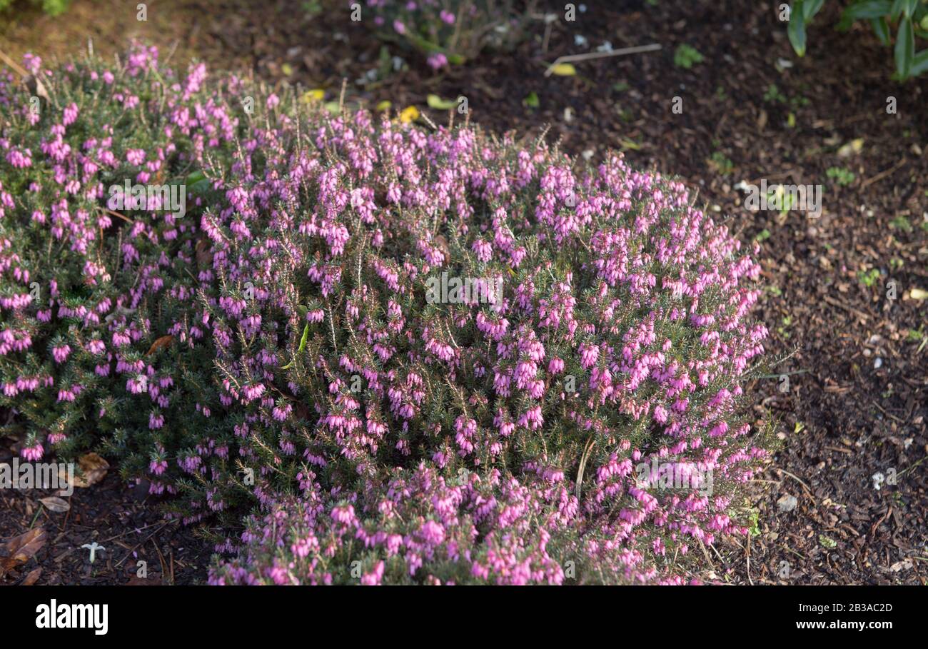 Winter Flowering Evergreen Heather (Erica Cornea 'Vivellii') in A Rockery Garden in Rural Devon, England, Großbritannien Stockfoto