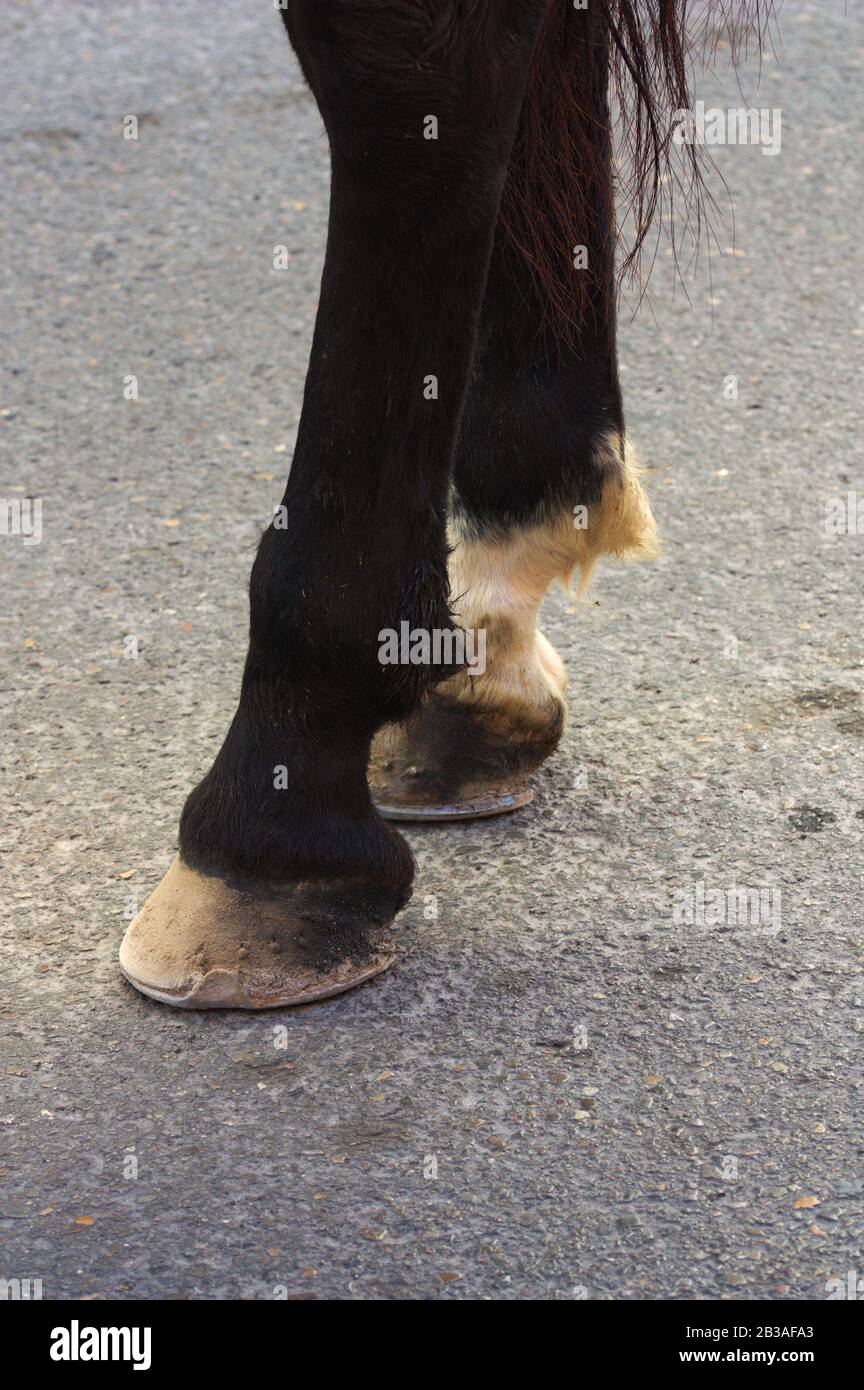 Nahaufnahme der Beine eines Pferdes, das durch einen gepflasterten Bereich der Stadt geht Stockfoto