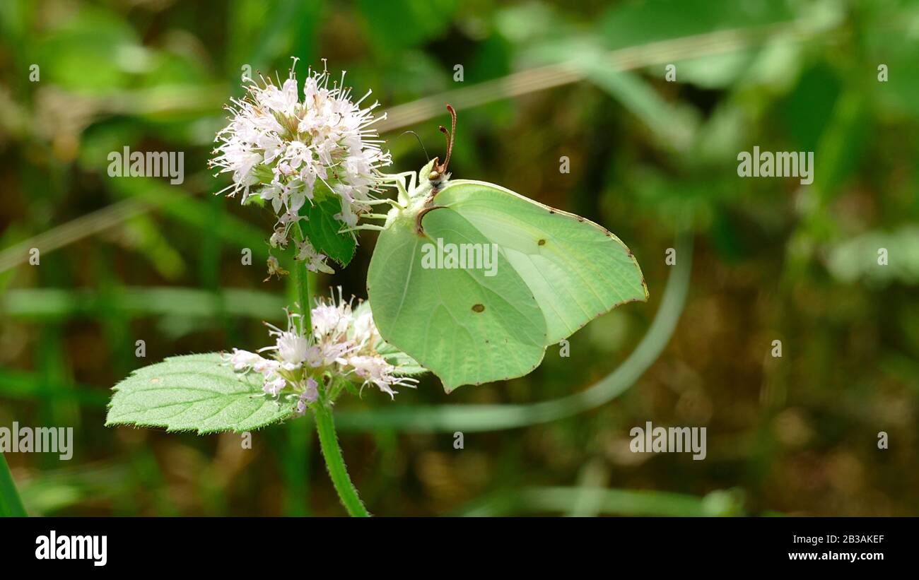 Weißer Schmetterling nimmt Nektar von einer weißen Pflanze im Wald auf Stockfoto
