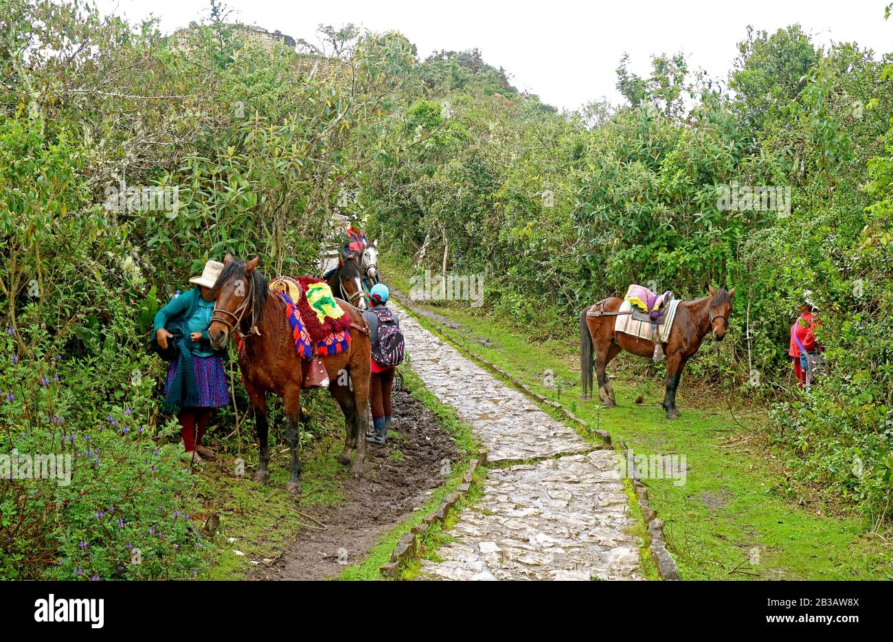 Pferdeverleih für Touristen auf dem Weg zum Archäologischen Komplex Kuelap, Region Amazonas im Norden Perus Stockfoto