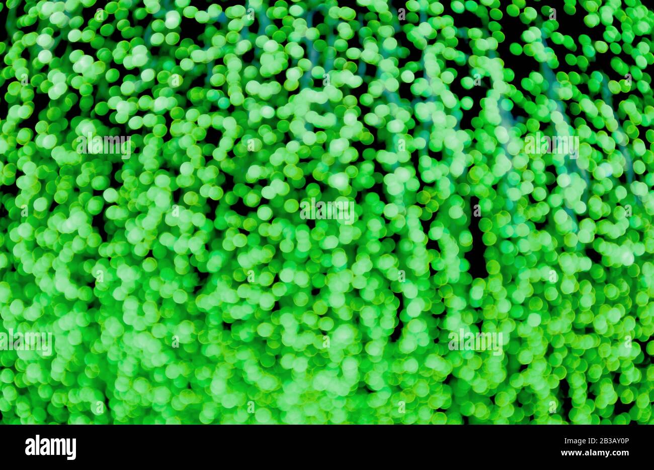 Abstrakte Verschwommene Von Neon Grun Beleuchtete Dekorative Leuchten Fur Hintergrund Oder Hintergrundbilder Stockfotografie Alamy