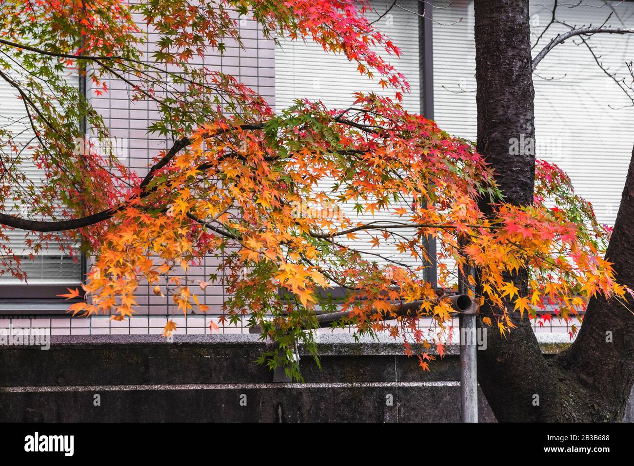 Japanische Herbstblätter im Geschäftsviertel von Shinjuku mit roten, grünen, orangefarbenen und roten Blättern Stockfoto