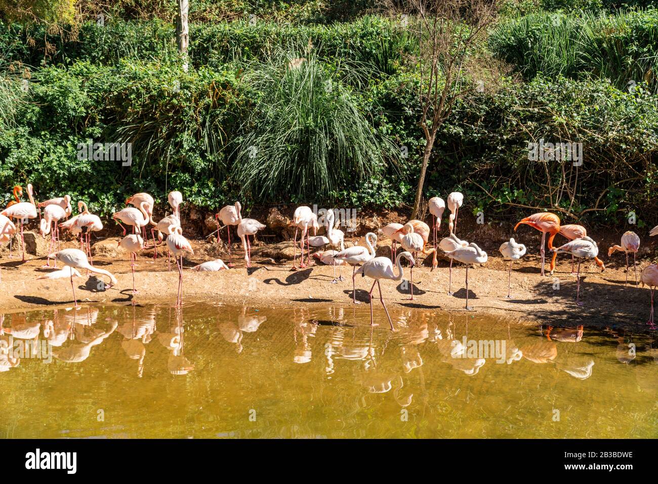 Blick auf eine Gruppe von Flamingo-Vogelpark - im Rabat Zoo, Rabat, Marokko Stockfoto