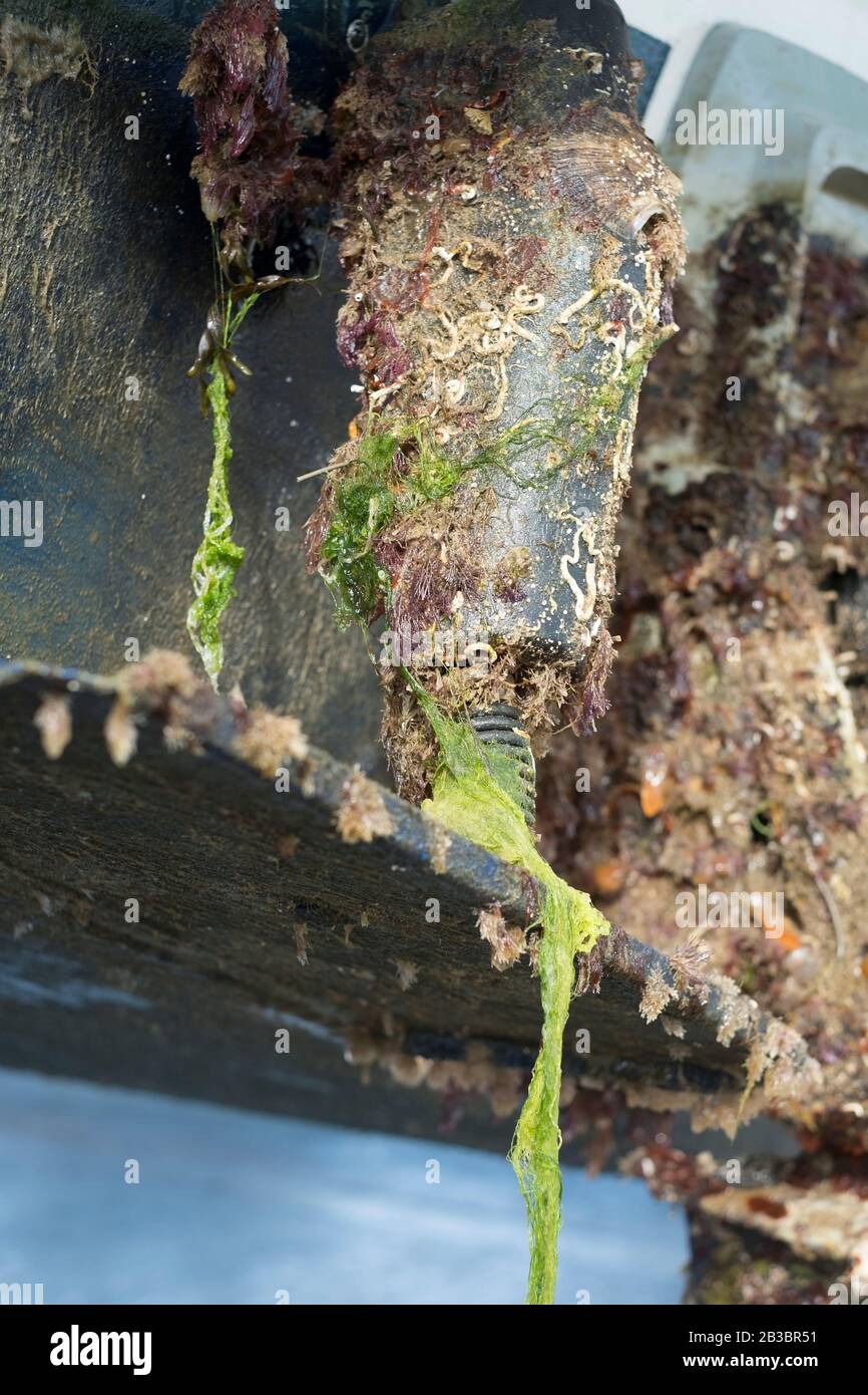 Arbeiter von Boatyard druckten ein motorboot, um Meeresbefohlungen zu entfernen Stockfoto