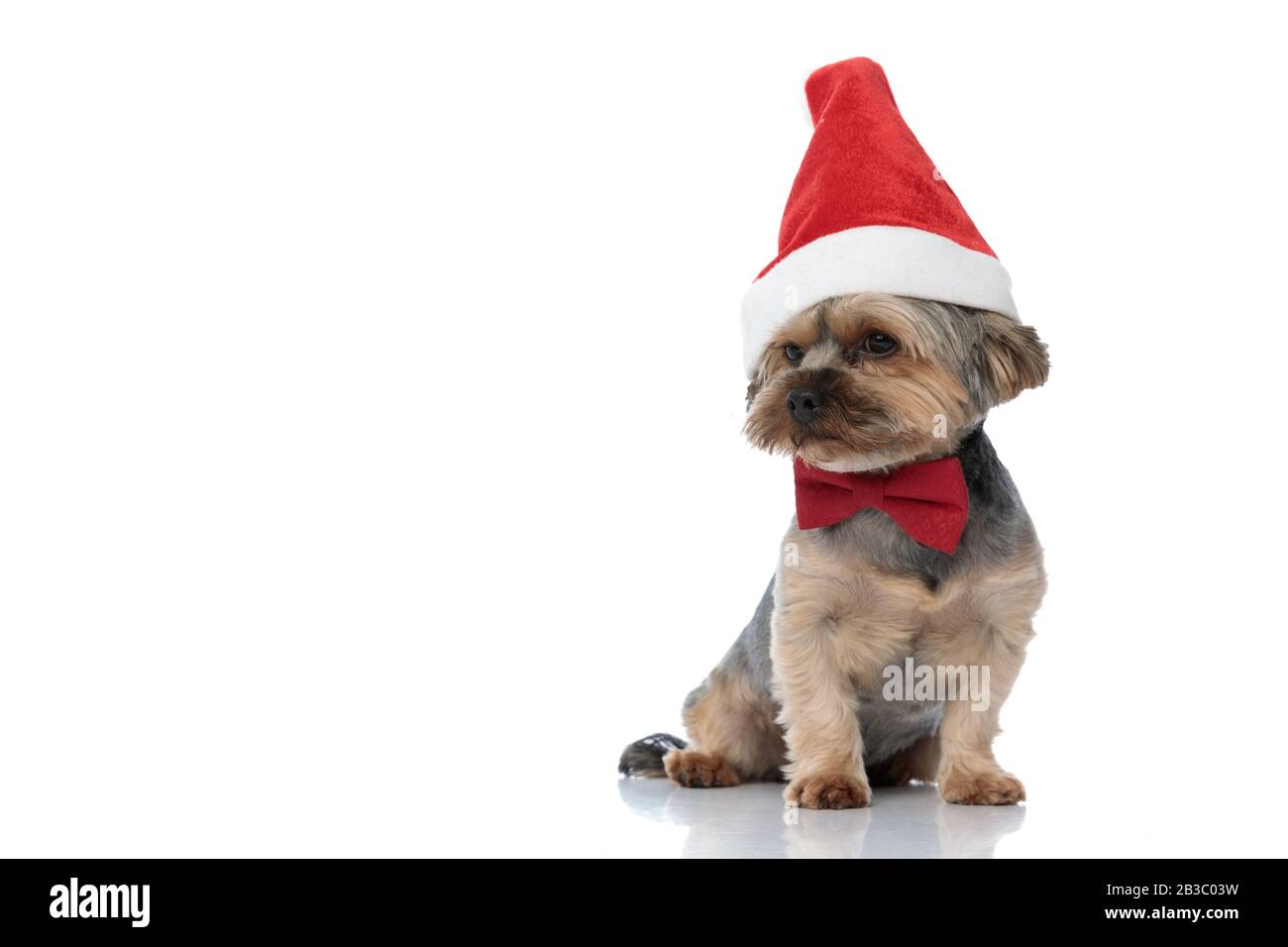 Wunderbarer yorkshire Terrier Hund mit weihnachtshut sitzend und Blick auf weißen Studiohintergrund Stockfoto