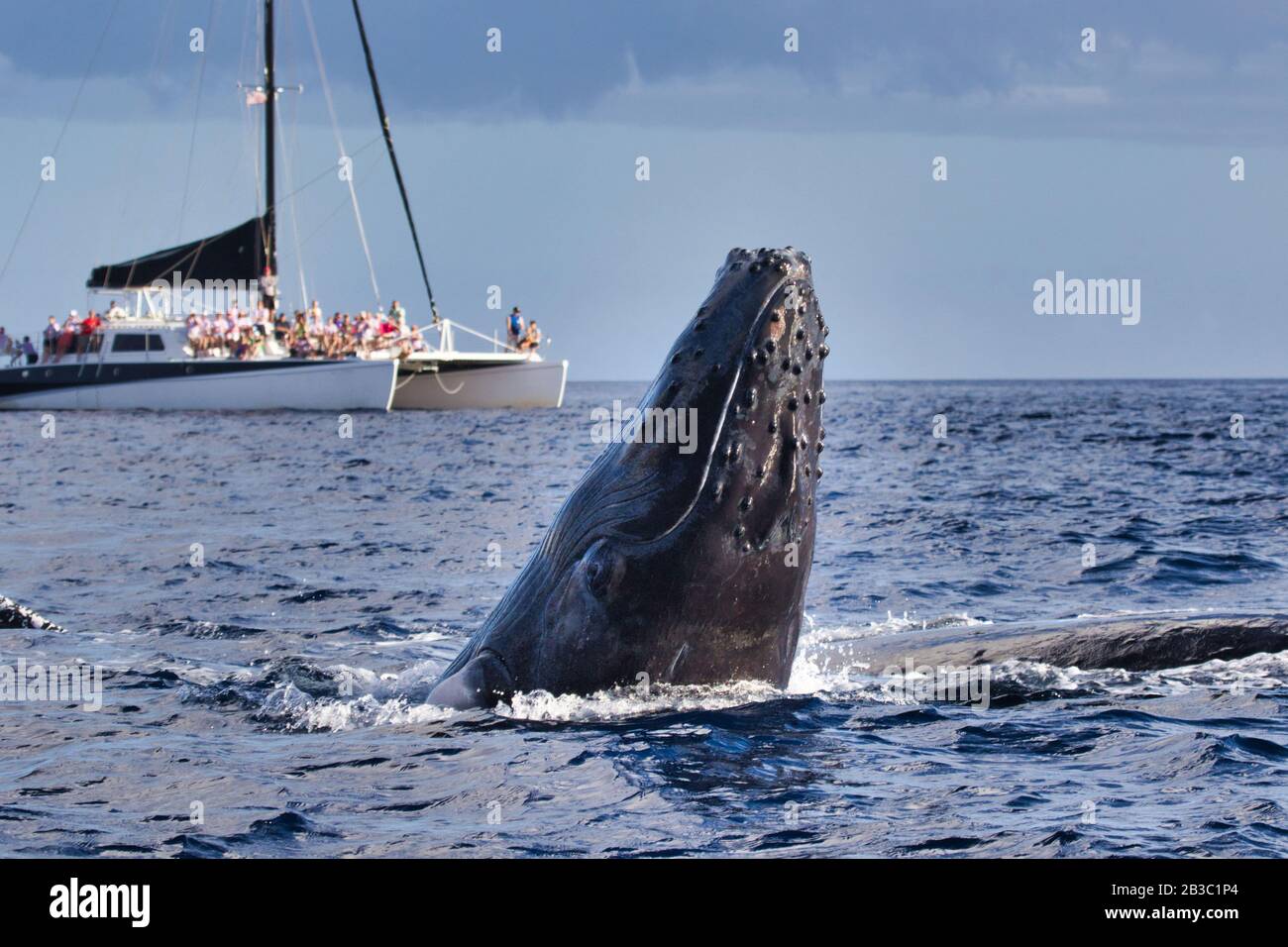 Neugierige Buckelwale spionieren ein Walbeobachtungsboot in der Nähe von Lahaina auf Maui. Stockfoto