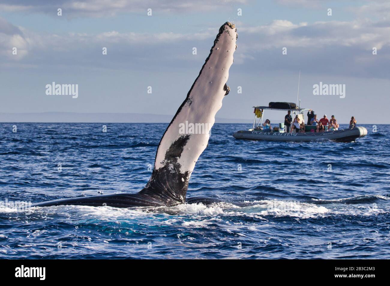 Verspielter Buckelspender, der die Brustflossen zu einem Walbeobachtungsboot in Lahaina auf Maui verlängert. Stockfoto