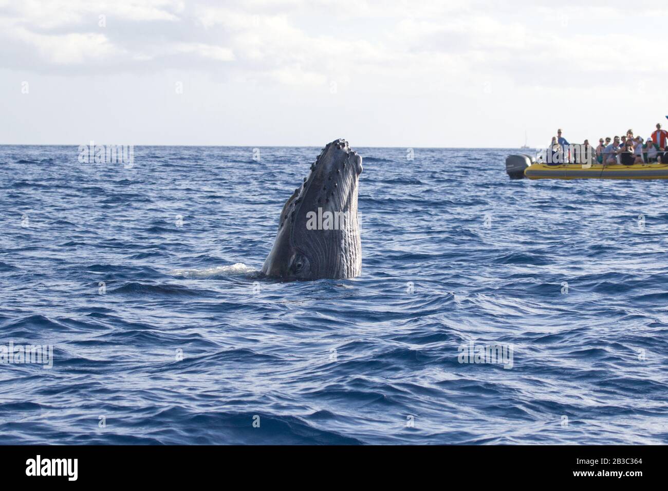 Extreme Nahaufnahme eines Humback-Wals, der Clost zu einem Walbeobachtungsboot durchbricht. Stockfoto