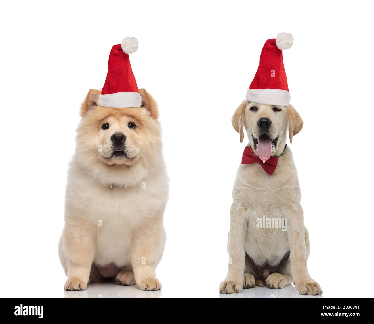 Chow chow und Labrador Retriever Welpen mit weihnachtshut auf weißem Hintergrund sitzen Stockfoto