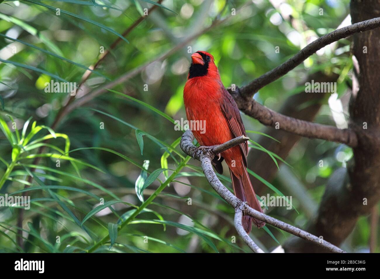 Leuchtendes rotes Nordkardinal, das auf einem Ast als Baum auf der Insel Maui sitzt. Stockfoto