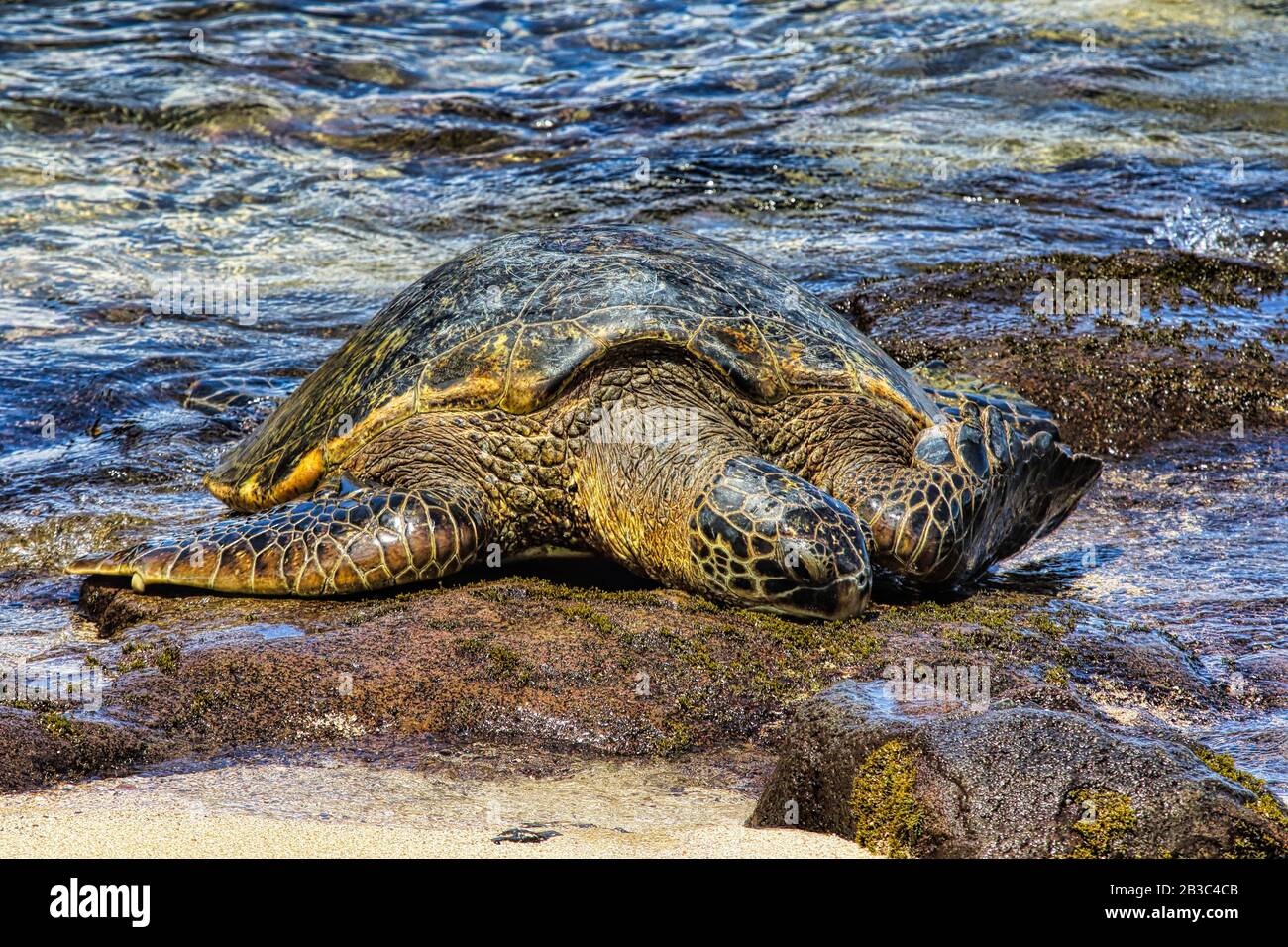 Bunte grüne Schildkröte, die in der Sonne an einem Strand auf Maui liegt. Stockfoto