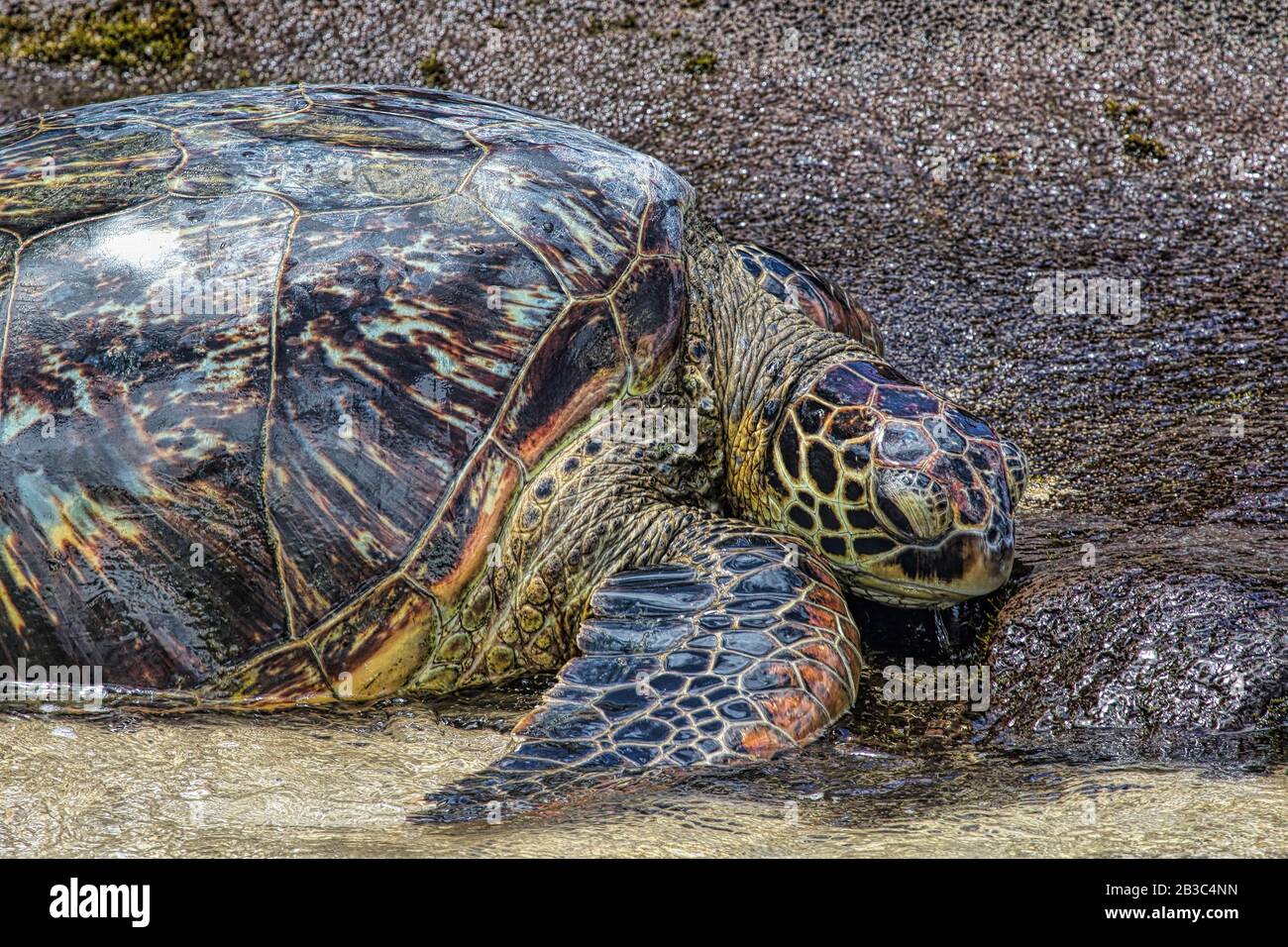 Farbenfrohe grüne Meeresschildkröte, die sich an einem Strand auf Maui in der Sonne sonnt. Stockfoto