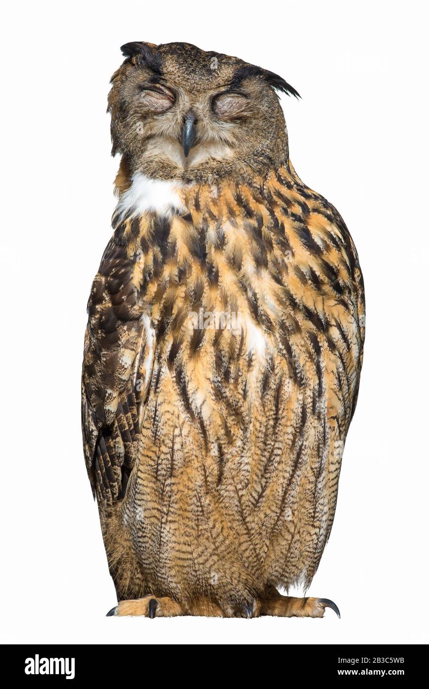 Eule Napping isoliert auf weißem Hintergrund ( Bubo Bubo ) Stockfoto