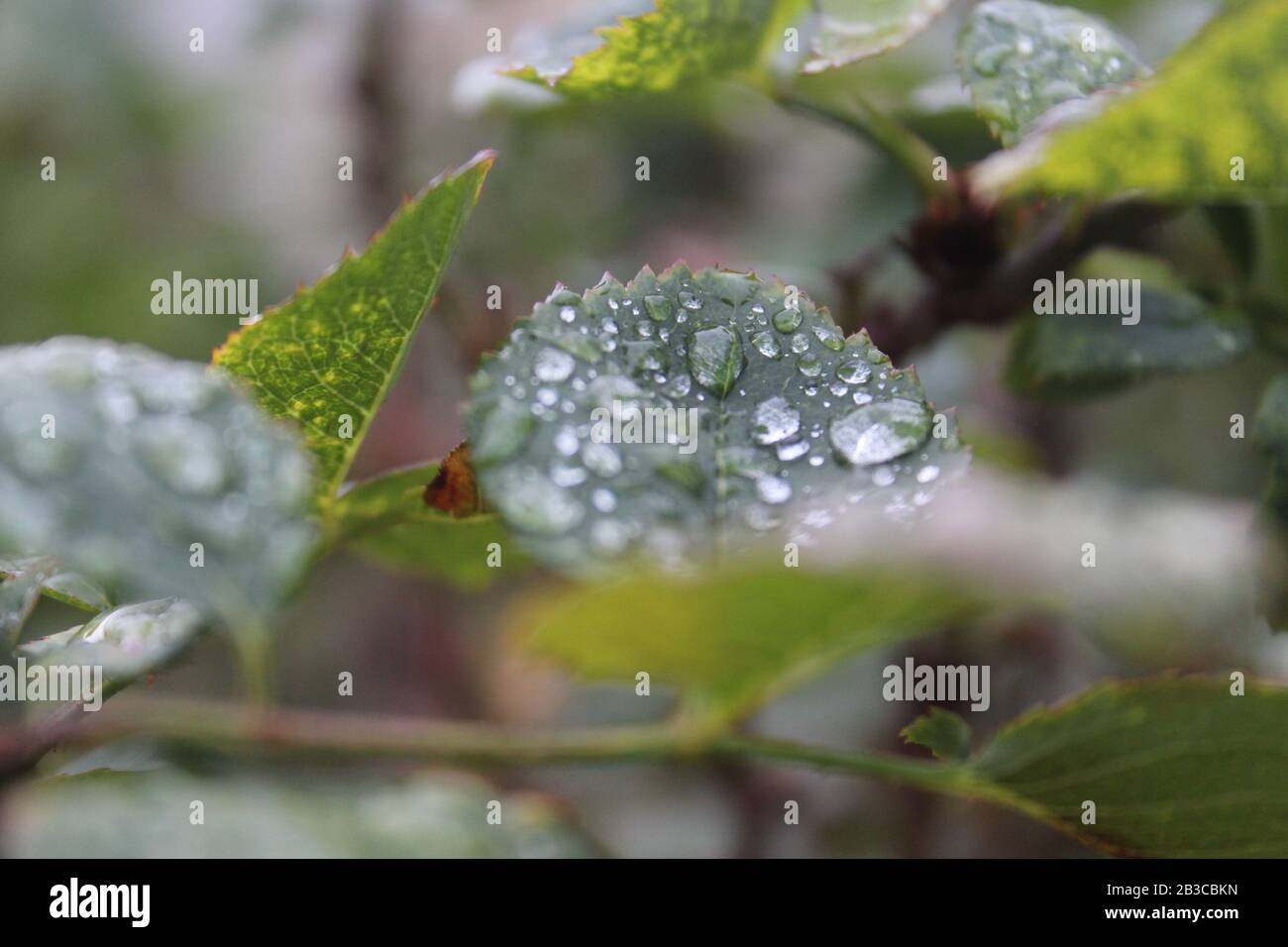 Aus nächster Nähe Stockfoto