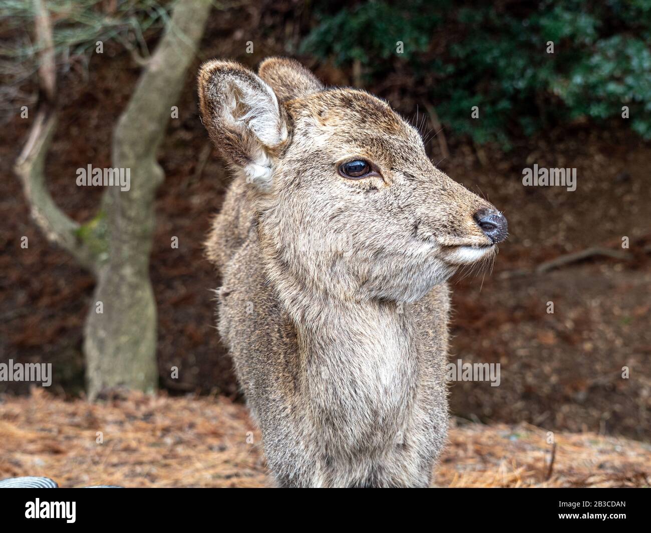 Nahaufnahme des Gesichts junger Hirsche. Stockfoto