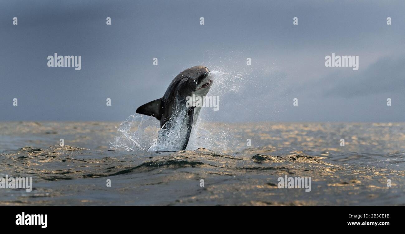 Großer Weißer Hai Verletzt. Vorderansicht. Wissenschaftlicher Name: Carcharodon Carcharias. Südafrika. Stockfoto