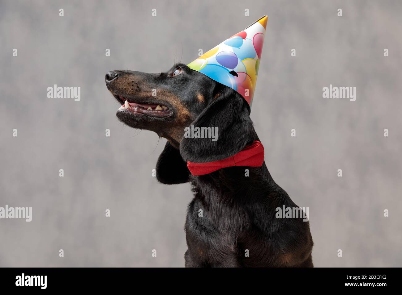 Nahaufnahme eines hübschen Teckel-Welpen-Hundes mit Geburtstagshut, der mit großen Augen beiseite blickt und vor grauem Studiohintergrund aufdringlich ist Stockfoto