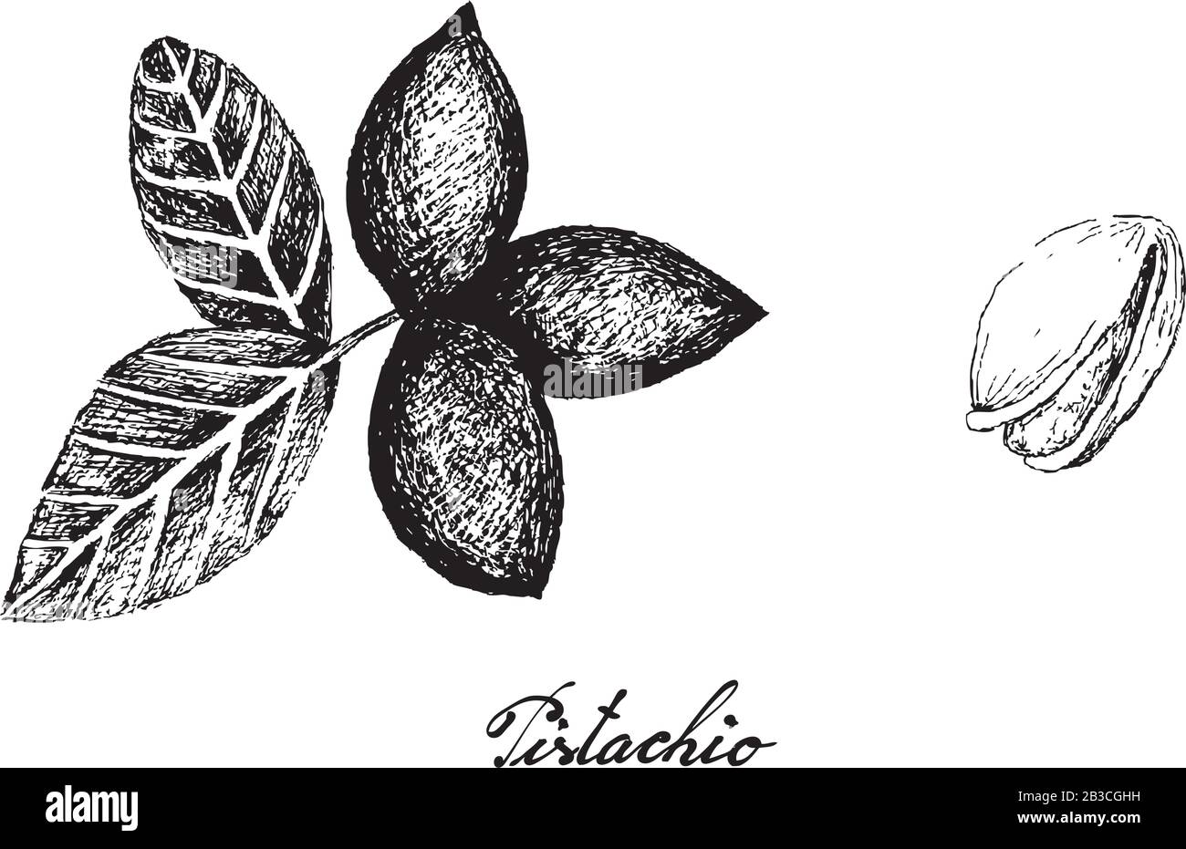 Abbildung Handgezeichnete Skizze von Pistachio-Muttern. Gute Quelle für Ballaststoffe, Vitamine und Mineralien. Stock Vektor