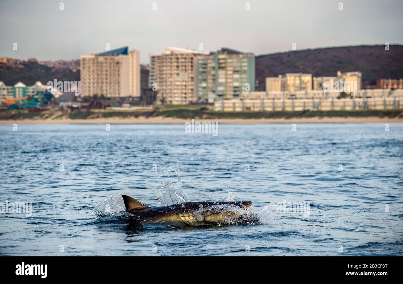 Großer weißer Hai vor der Küste an der Mossel Bay. Südafrika. Stockfoto