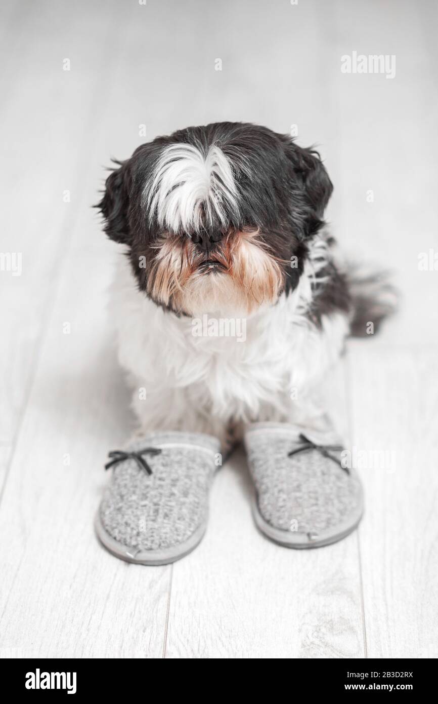 Lustiger Hund, Shih Tzu brüten. Sitzt auf einem weißen Boden in der Nähe von Hausschuhen. Stockfoto