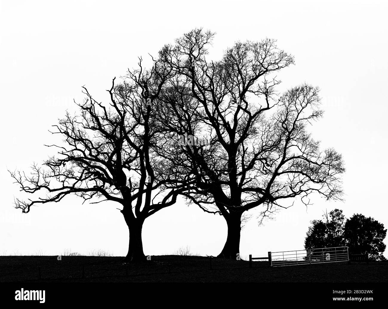 Baum auf einem Hügel, Schwarz-Weiß-Landschaft Stockfoto