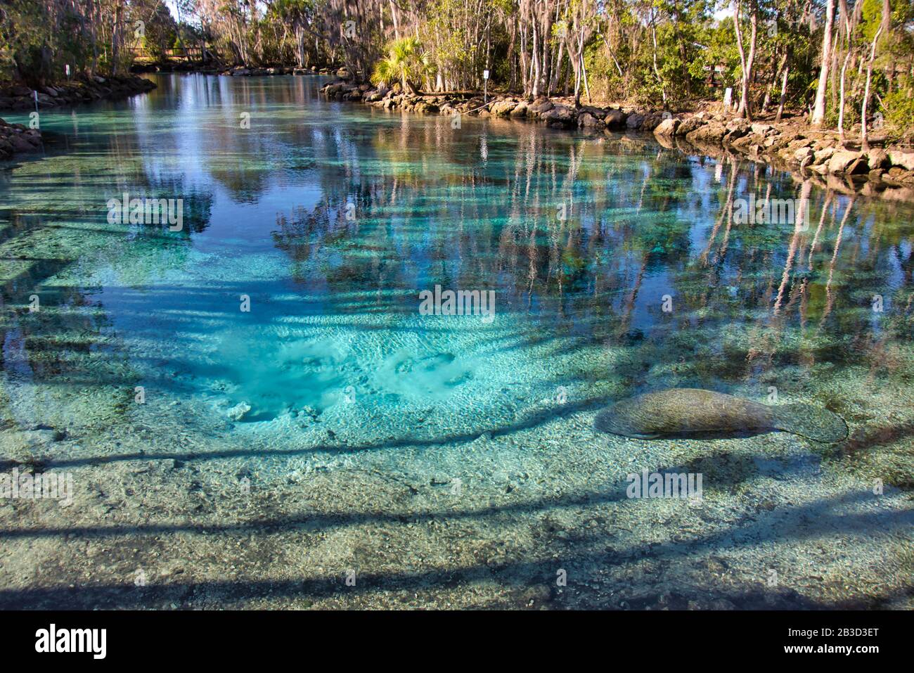 Ein westindischer Manatee (Trichechus manatus) ruht in den warmen, kristallklaren Gewässern der Three Sisters Springs Floridas. Stockfoto