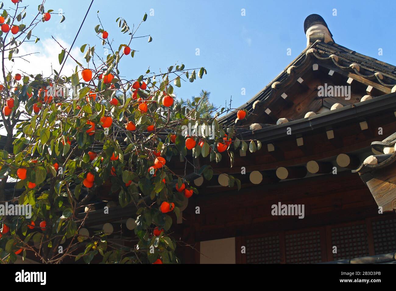 Die Pagode und die orangefarbenen Persifonen in Seoul Stockfoto