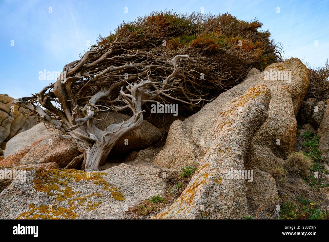 Windgeformter Wacholderbaum (Juniperus), der zwischen Felsen wächst, windgepeitschter Baum, Sardinien, Italien Stockfoto
