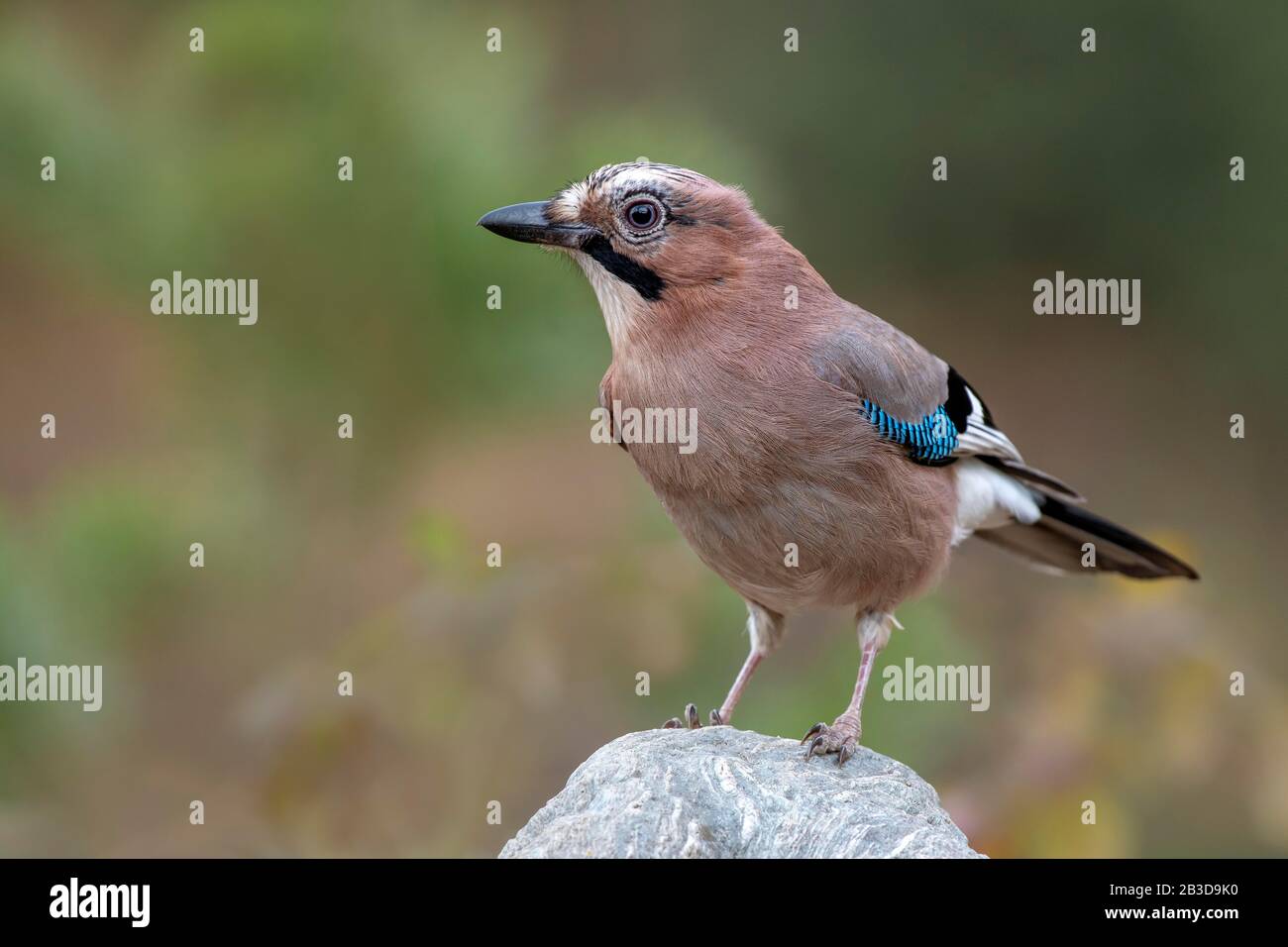 Eurasischer jay (Garrulus glandarius), auf einem Stein sitzend, Tyrol, Österreich Stockfoto