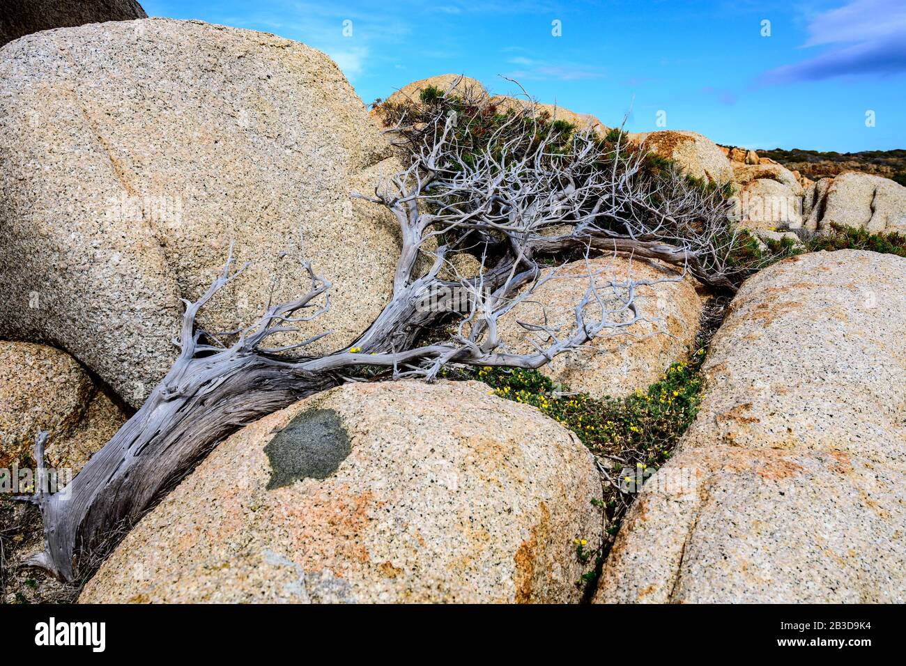 Wacholderbaum (Juniperus), geschützt vor dem Wind zwischen Steinen, windgepeitschtem Baum, Sardinien, Italien Stockfoto