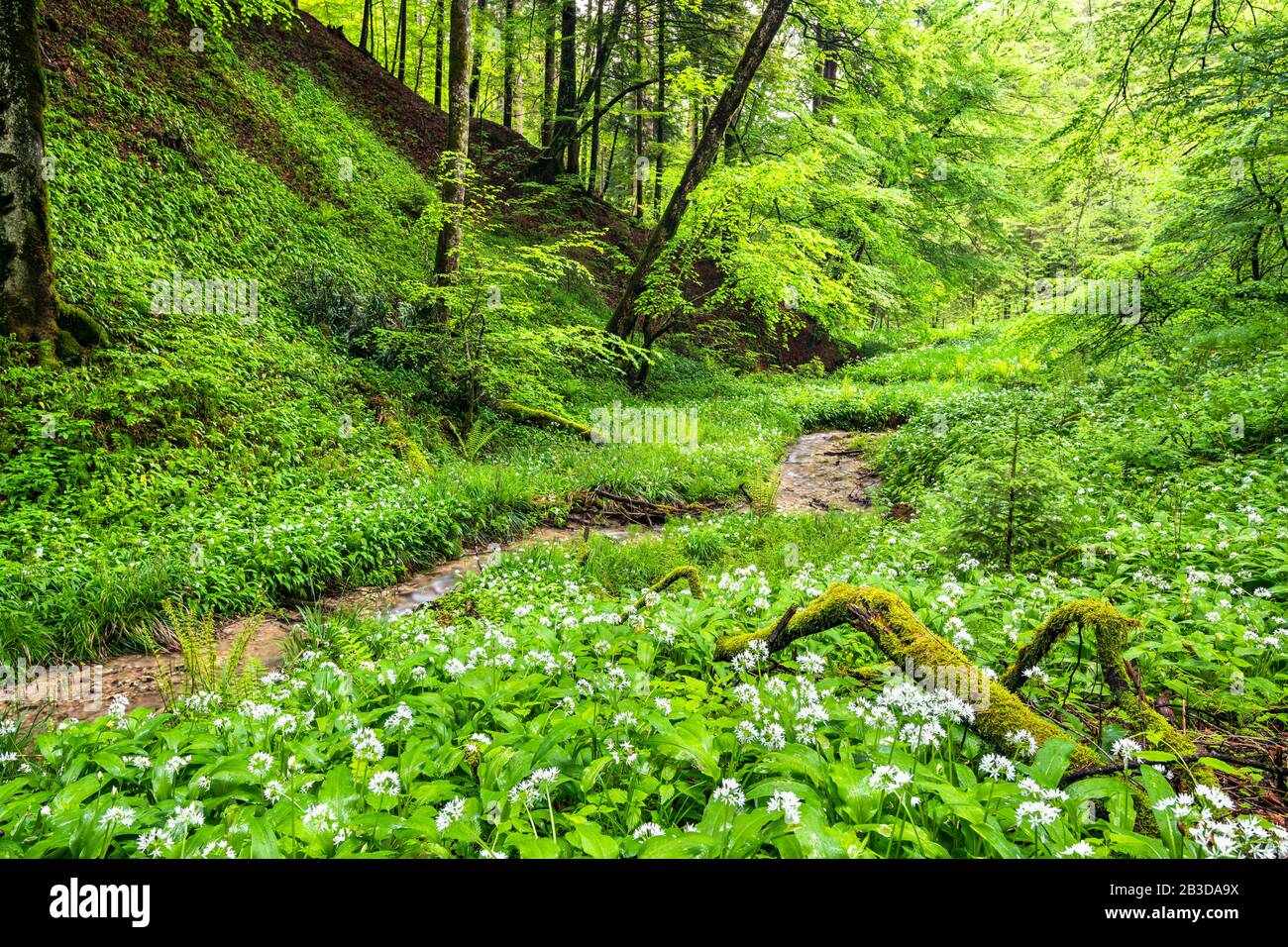 Ramsons (Allium ursinum) im Wald, Bach, Großgmain, Salzburg, Österreich Stockfoto