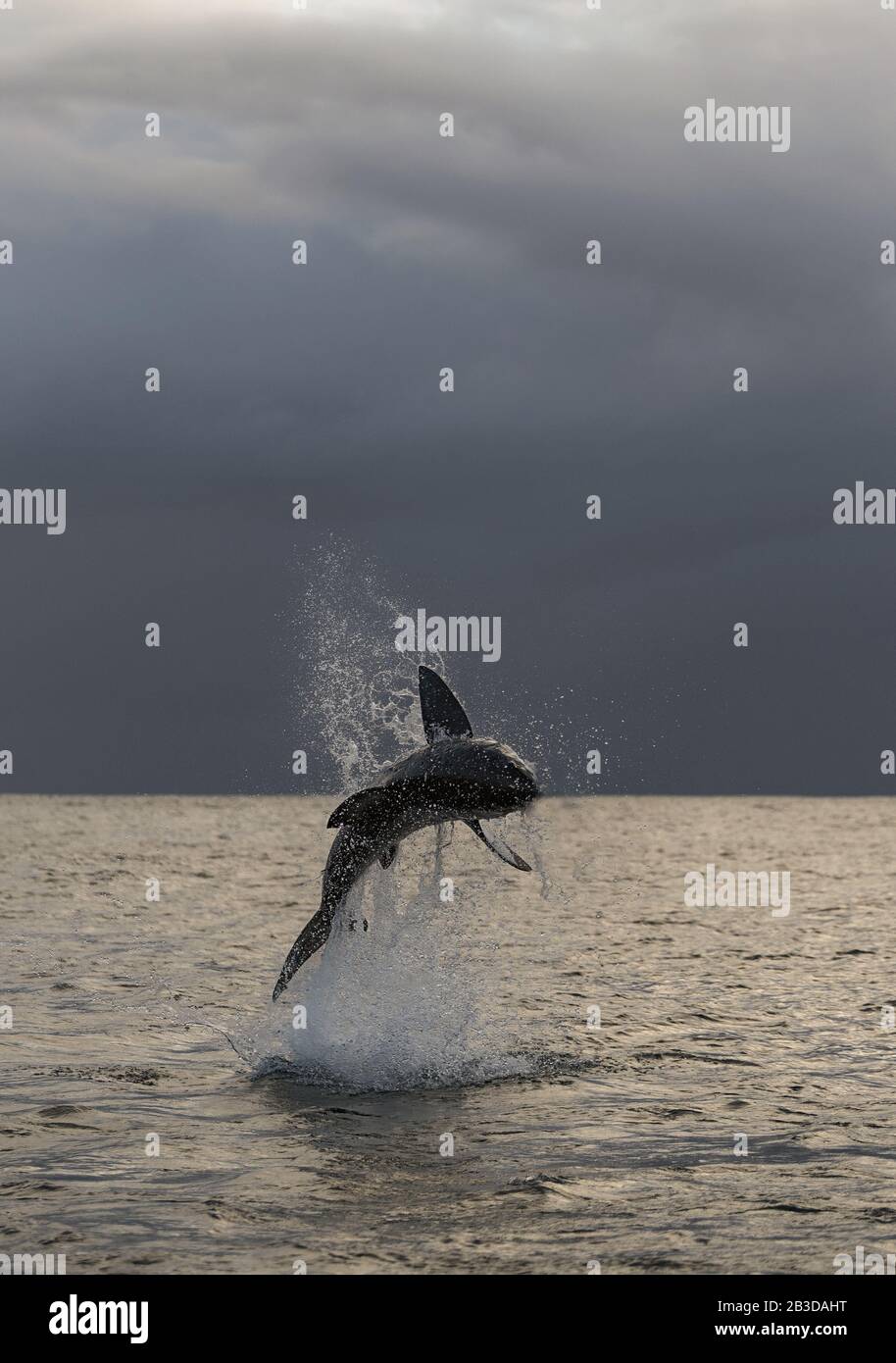 Silhouette des springenden Großen weißen Haifischs. (Carcharodon carcharias). Südafrika Stockfoto