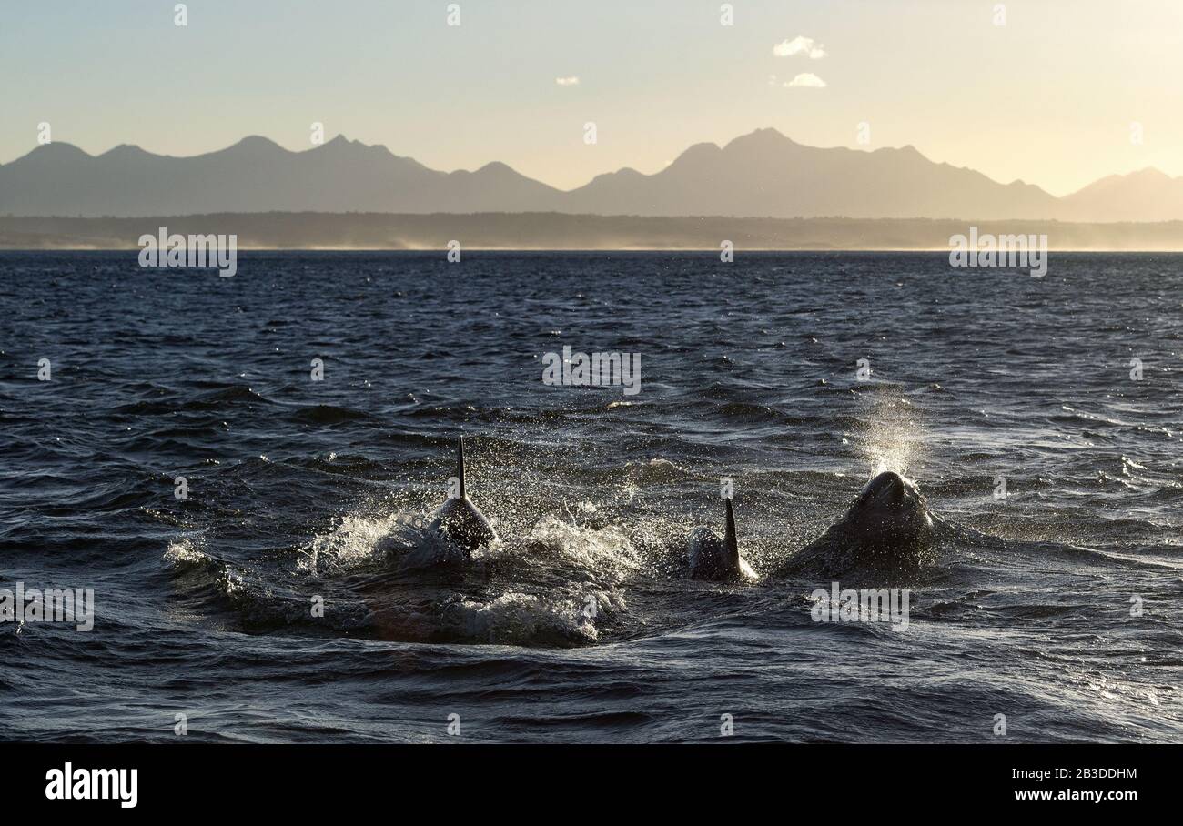 Delfine, Schwimmen im Meer. Vorderansicht, Hintergrundbeleuchtung. Atlantischer Ozean. Mossel Bay. Südafrika. Stockfoto