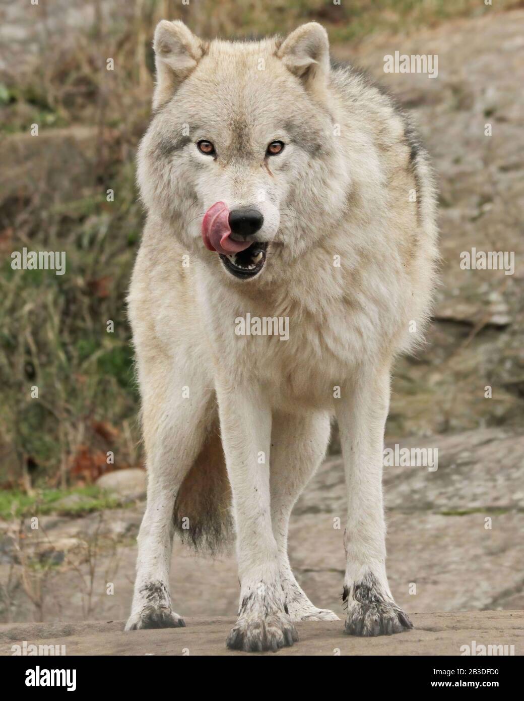 Weißer wolf Stockfoto