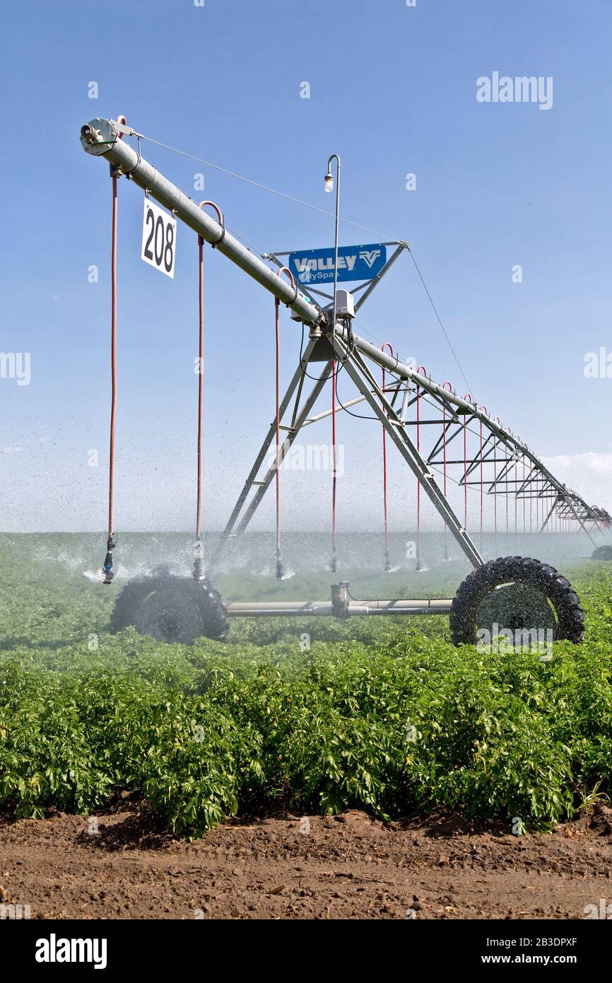 Centre Pivot Bewässerung 'Russet' Kartoffelfeld, Solanum tuberosum. Stockfoto