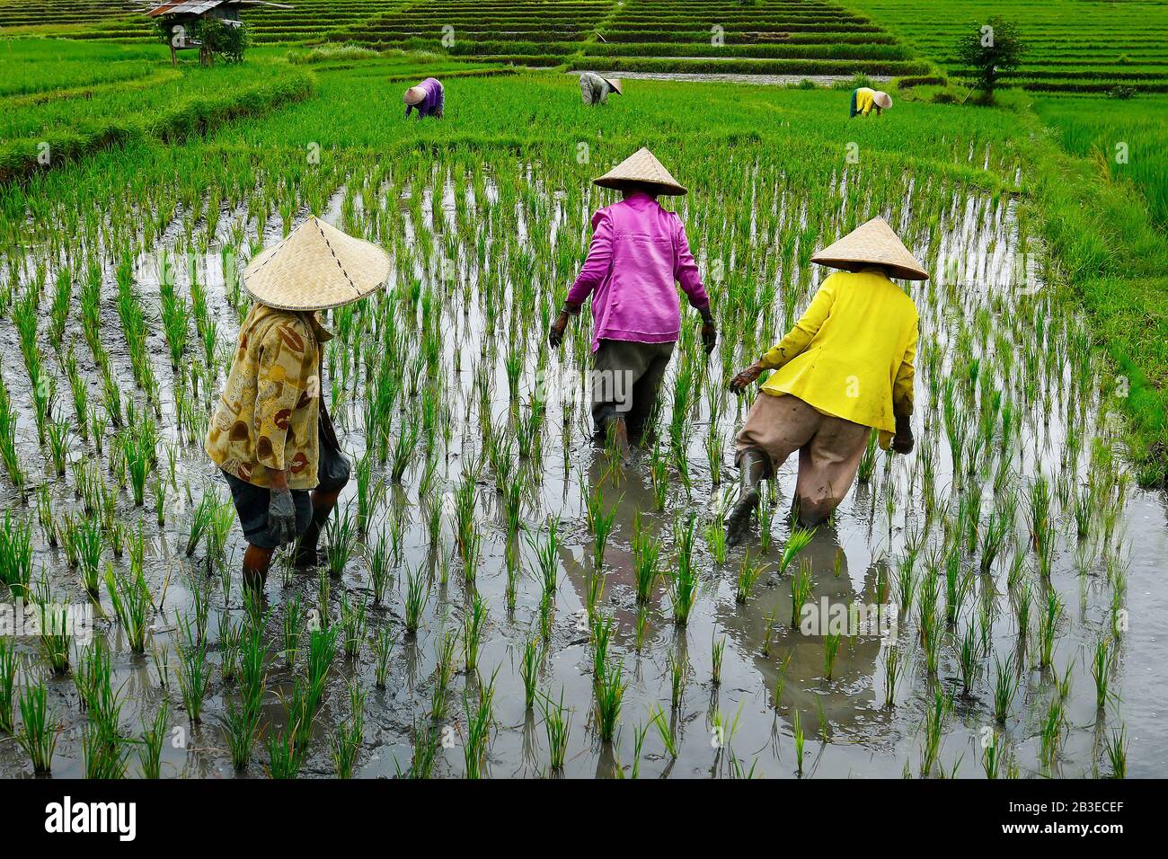 Balinesischer Arbeiter mit Bambushut pflegen sein Reisfeld Stockfotografie  - Alamy
