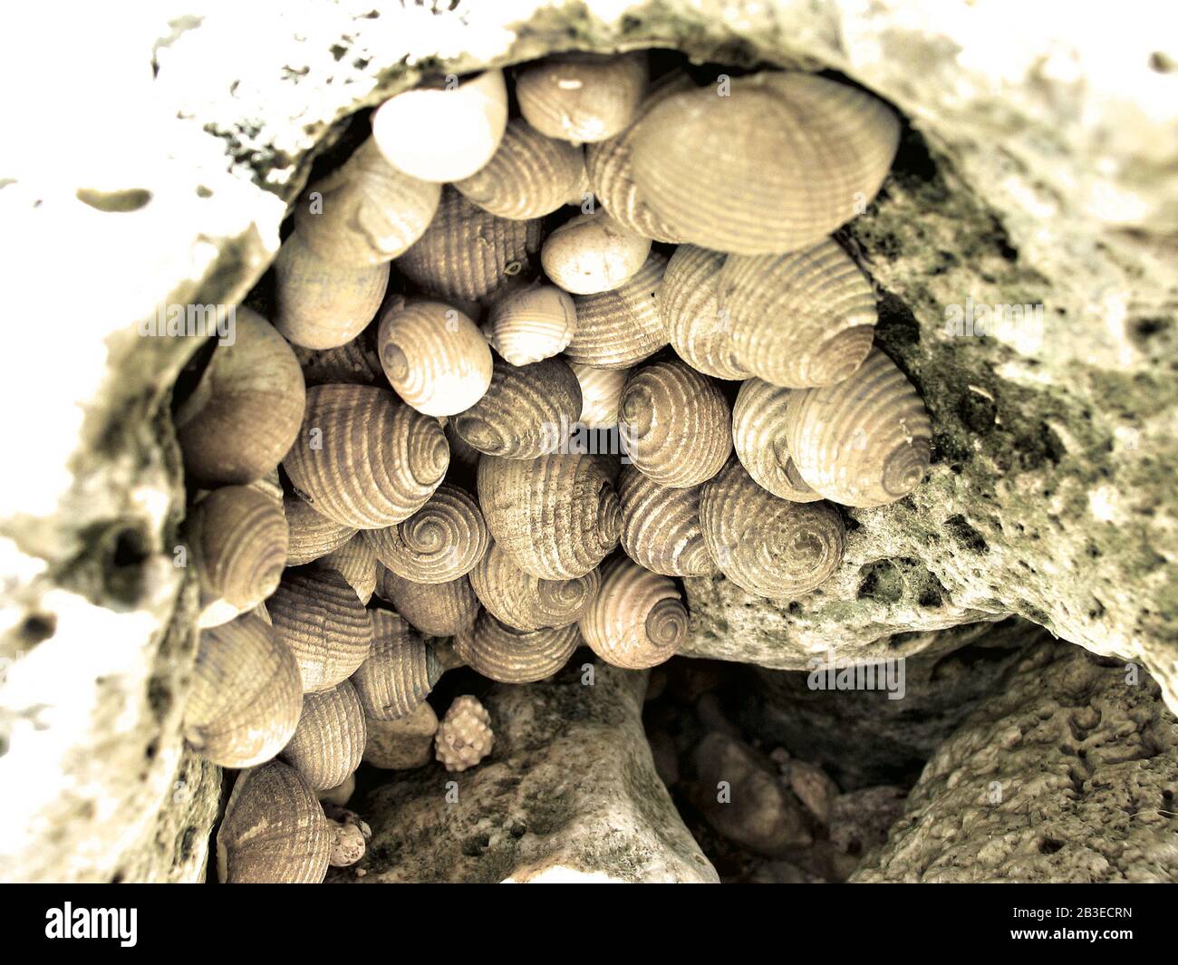 Viele Seashells auf einem Felsen. Stockfoto