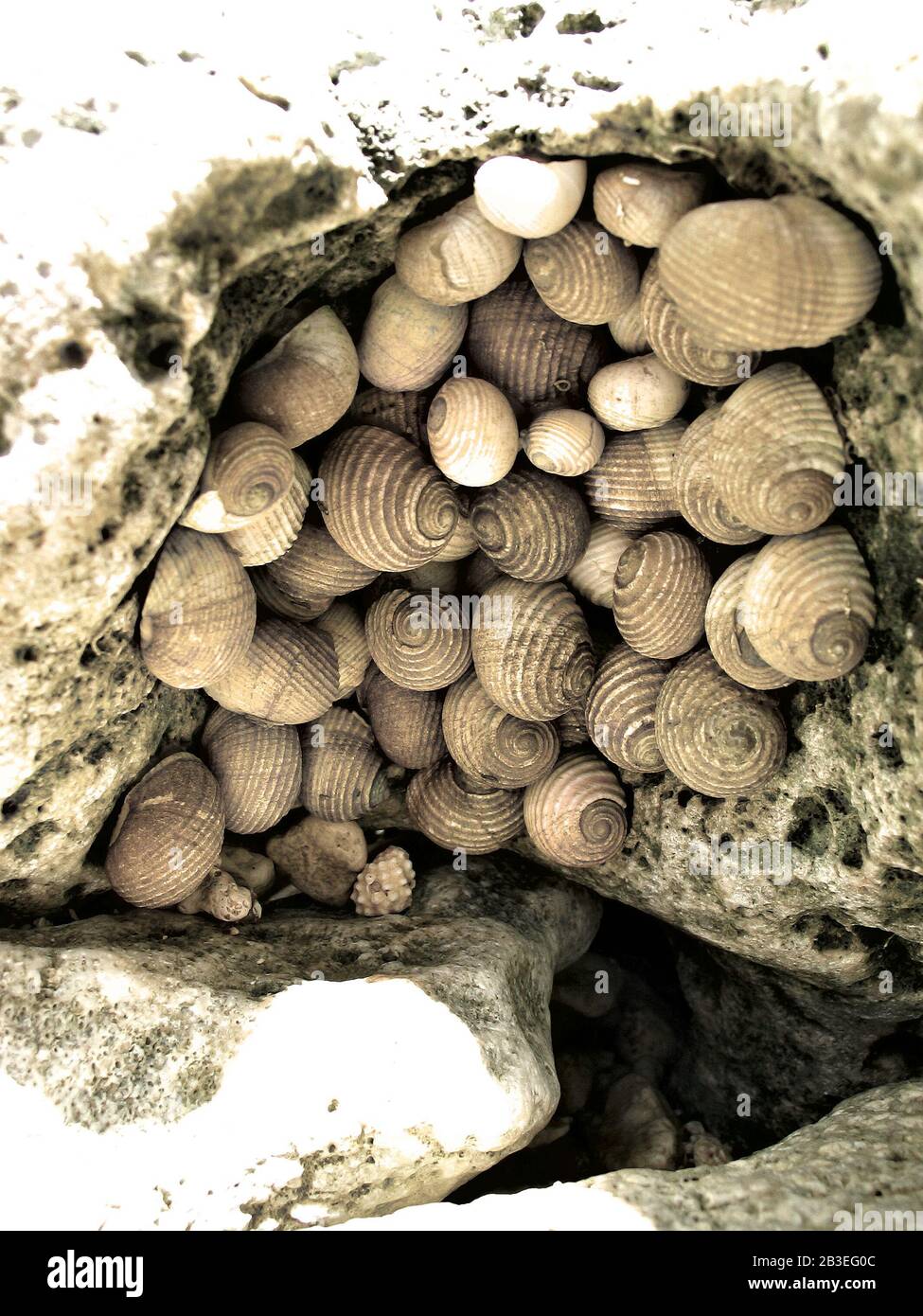 Meeresmollusken auf einem Gezeitengestein. Stockfoto
