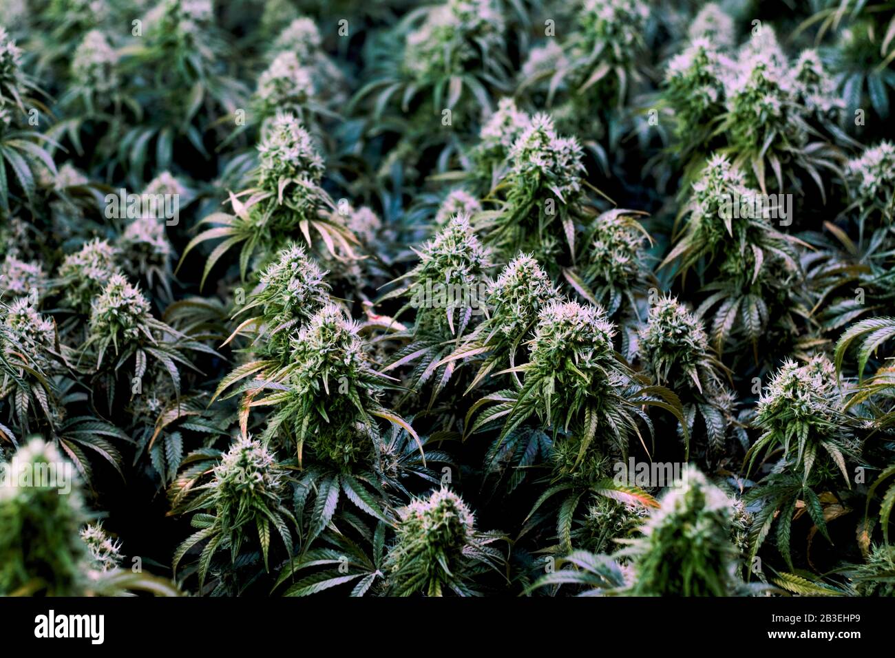 Mehrere ausgereifte Pflanzen der medizinischen Freizeitindustrie Marihuana Cannabis in Innenräumen mit großen Cola-Blumen Stockfoto