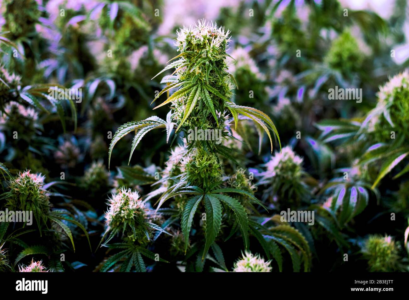 Reife medizinische Freizeitpflanzen der Marihuana-Cannabis-Industrie in Innenräumen mit großen, entwickelten Cola-Blumen Stockfoto