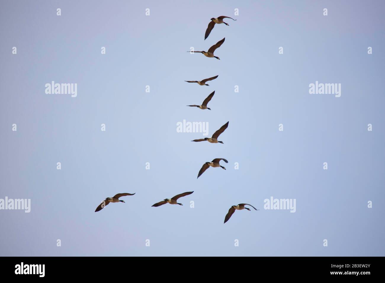 Gänseherde, Die Im Mittleren Westen Wandern Stockfoto